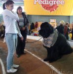 Превью фото № 62057