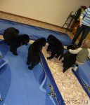 Превью фото № 62080