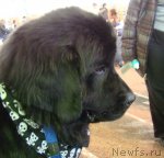 Превью фото № 62151