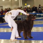 Превью фото № 62281