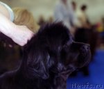 Превью фото № 62308