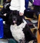 Превью фото № 62366