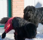 Превью фото № 62367