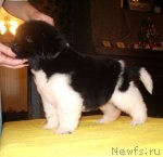 Превью фото № 62373