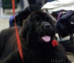 Превью фото № 62402