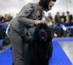 Превью фото № 62410