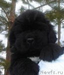 Превью фото № 62451