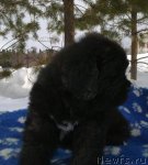 Превью фото № 62454