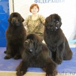 Превью фото № 62481