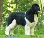 Превью фото № 62505