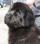 Превью фото № 62604