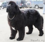 Превью фото № 62605