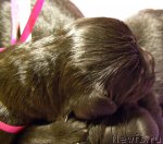 Превью фото № 62614