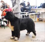 Превью фото № 6272