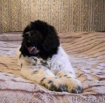 Превью фото № 62766