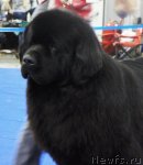 Превью фото № 62836