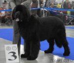 Превью фото № 62840