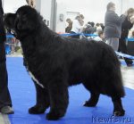 Превью фото № 62876