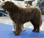 Превью фото № 62880