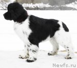 Превью фото № 62888