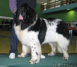 Превью фото № 62925