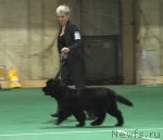 Превью фото № 62988