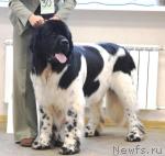 Превью фото № 6300