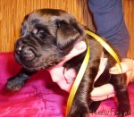 Превью фото № 63069