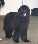 Превью фото № 6315