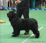 Превью фото № 63178