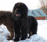 Превью фото № 63190