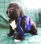 Превью фото № 63282