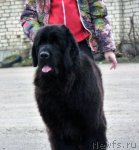 Превью фото № 63359