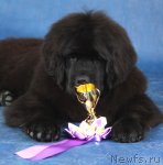 Превью фото № 63438