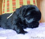 Превью фото № 63636