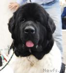 Превью фото № 6365