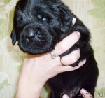 Превью фото № 63653