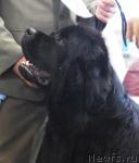 Превью фото № 6387