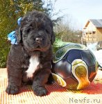 Превью фото № 63929