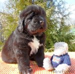 Превью фото № 63956