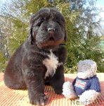 Превью фото № 63959