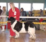 Превью фото № 63961