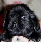 Превью фото № 6423