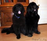 Превью фото № 64236