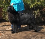 Превью фото № 64264