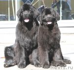 Превью фото № 64412