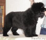 Превью фото № 64486