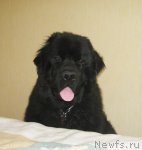 Превью фото № 64888