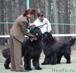 Превью фото № 65030