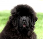 Превью фото № 65212